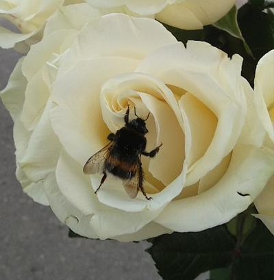 Елена Платонова