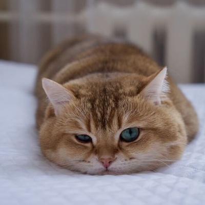Владислав Котов